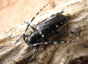 anoplophora glabripennis