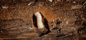 come eliminare i tarli dai mobili