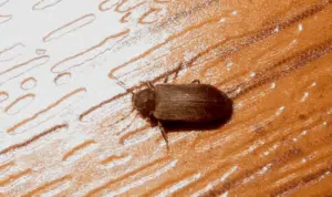 come eliminare i tarli dalle sedie