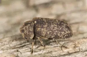 xestobium rufovillosum